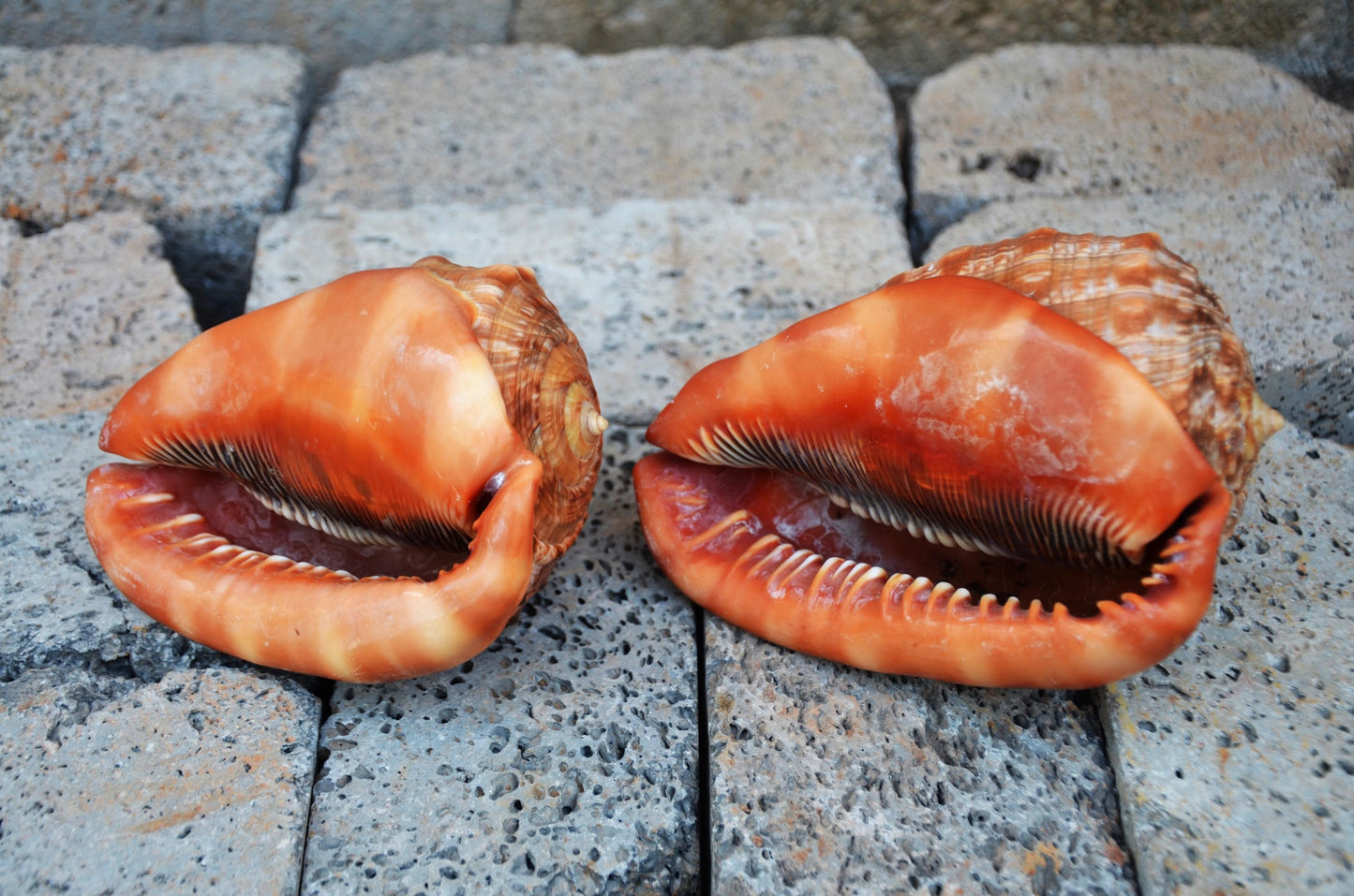 Pair of Bullmouth Helmet Shells | Natural Coastal Decor | Nautical