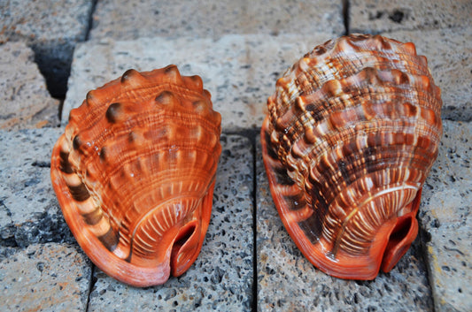 Pair of Bullmouth Helmet Shells | Natural Coastal Decor | Nautical