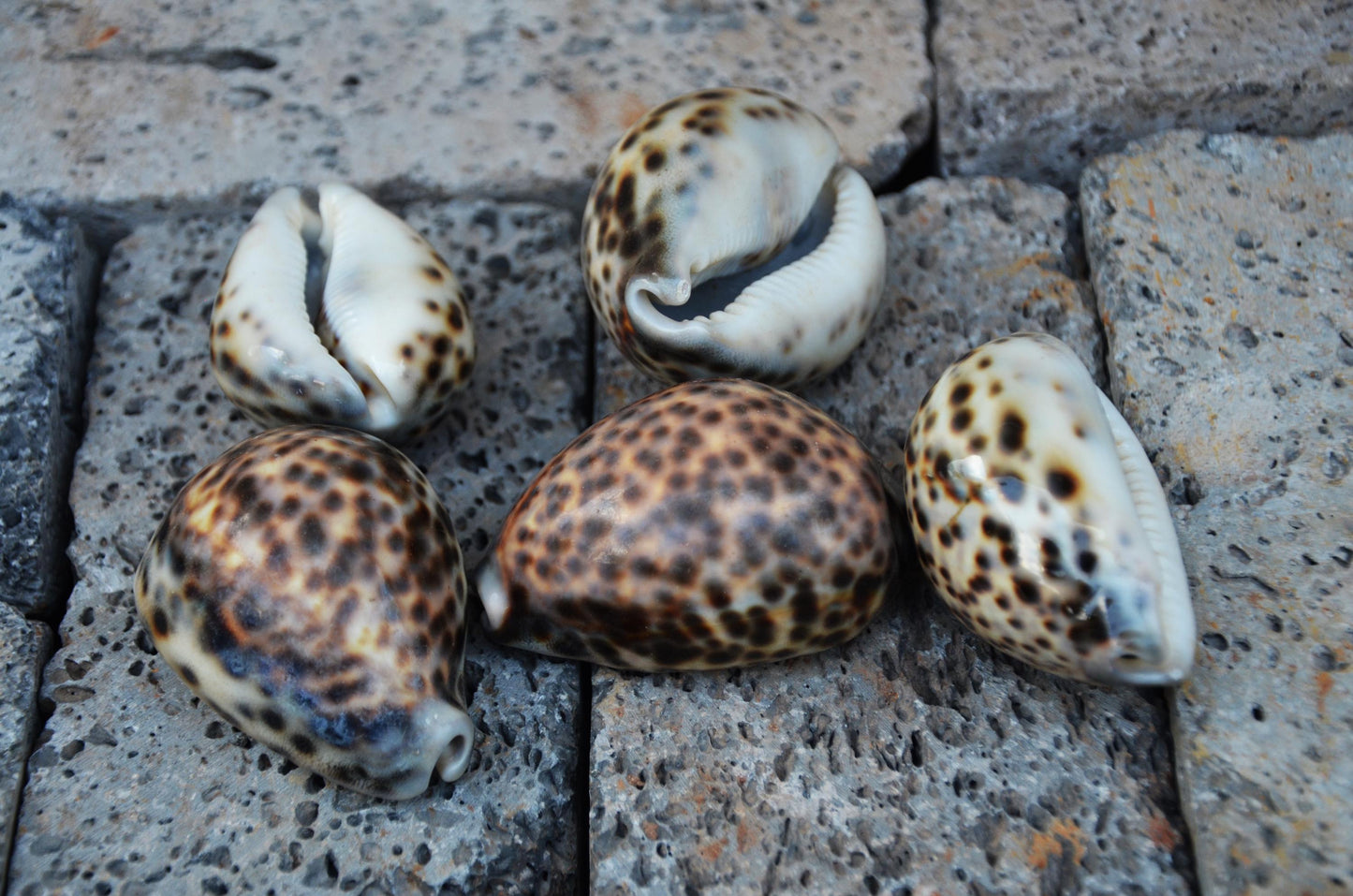 Natural Tiger Cowrie Shell Specimen | Polished Ocean Beach Decor Accent