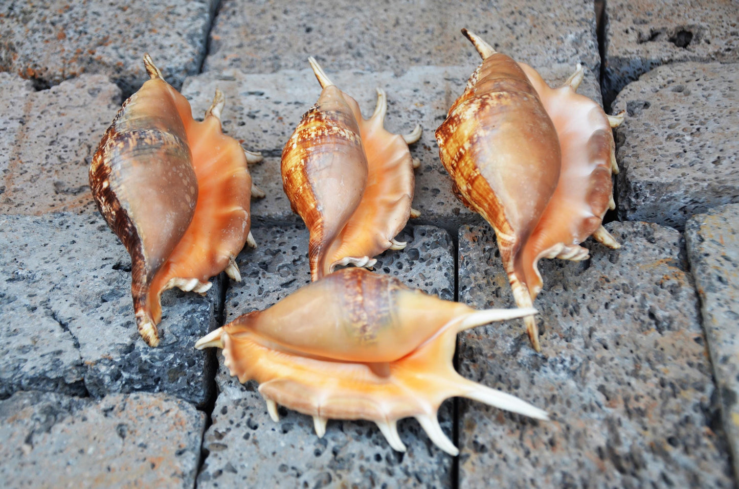 Natural Spider Conch Shell | Large Marine Specimen Shell | Coastal Ocean Beach Decor | Unique Sea Life Collectible
