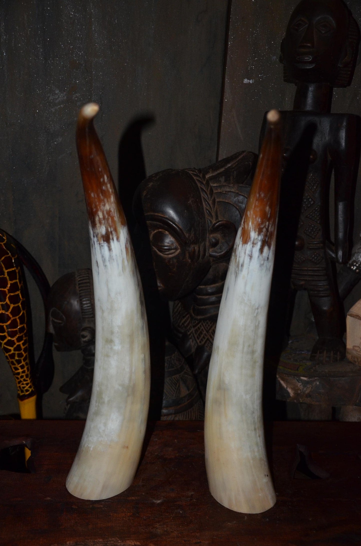 Authentic Ankole Cow Horns | East African Natural Decor | Polished Tribal Art