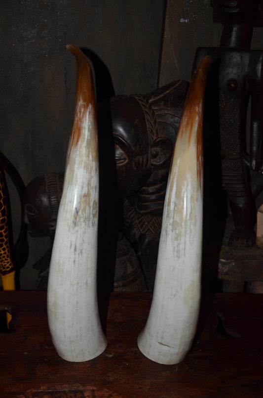 Authentic Ankole Cow Horns | East African Natural Decor | Polished Tribal Art