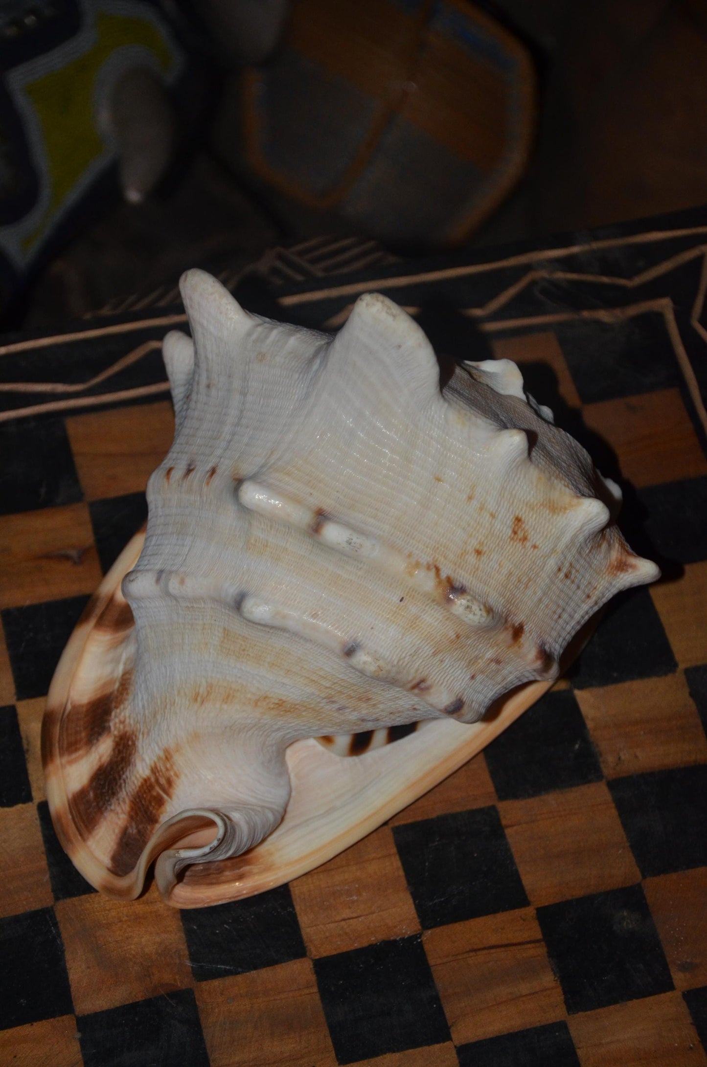 Horned Helmet Shell – 8" Natural Cassis Cornuta – Coastal Luxury Decor