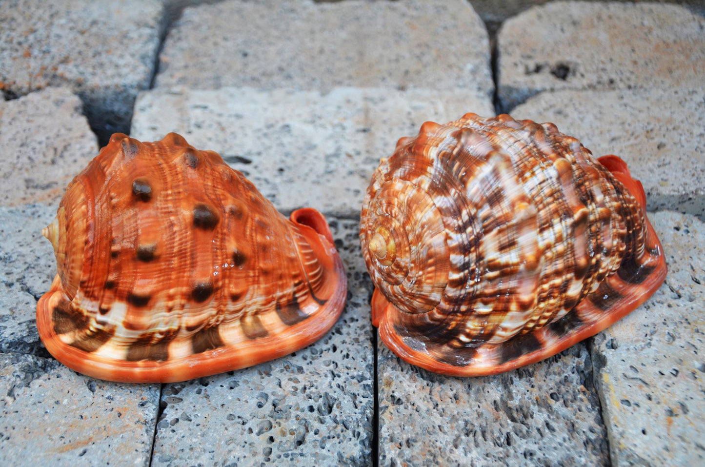 Pair of Bullmouth Helmet Shells | Natural Coastal Decor | Nautical