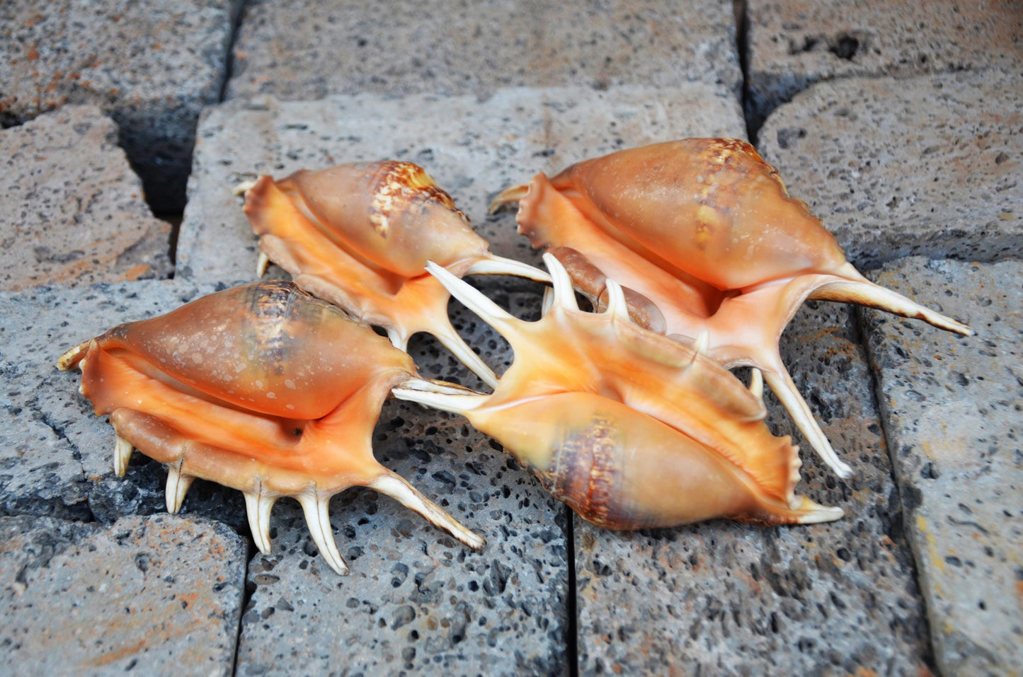 Natural Spider Conch Shell | Large Marine Specimen Shell | Coastal Ocean Beach Decor | Unique Sea Life Collectible