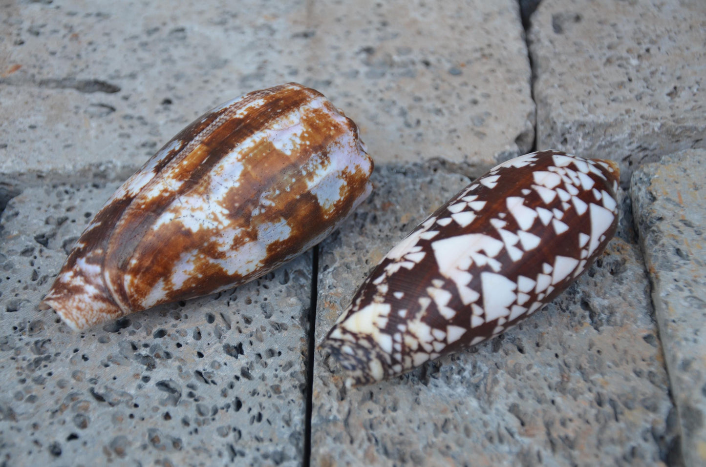 Striated Cone Shell | Natural Marine Specimen | Coastal Ocean Beach Decor | Unique Sea Life Collectible