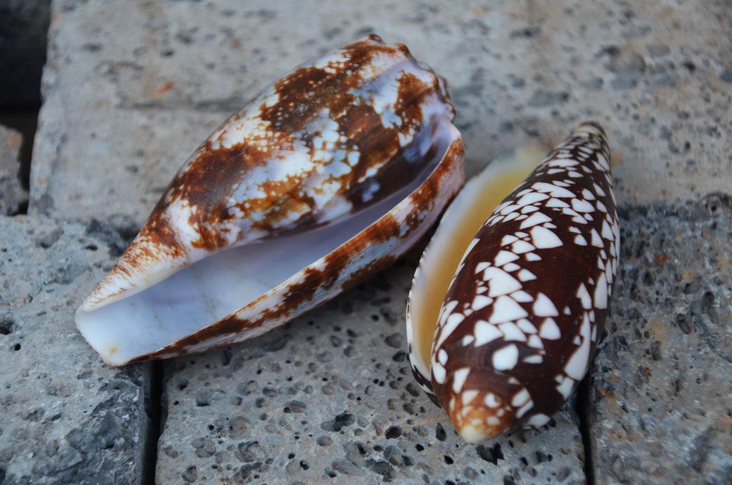 Striated Cone Shell | Natural Marine Specimen | Coastal Ocean Beach Decor | Unique Sea Life Collectible