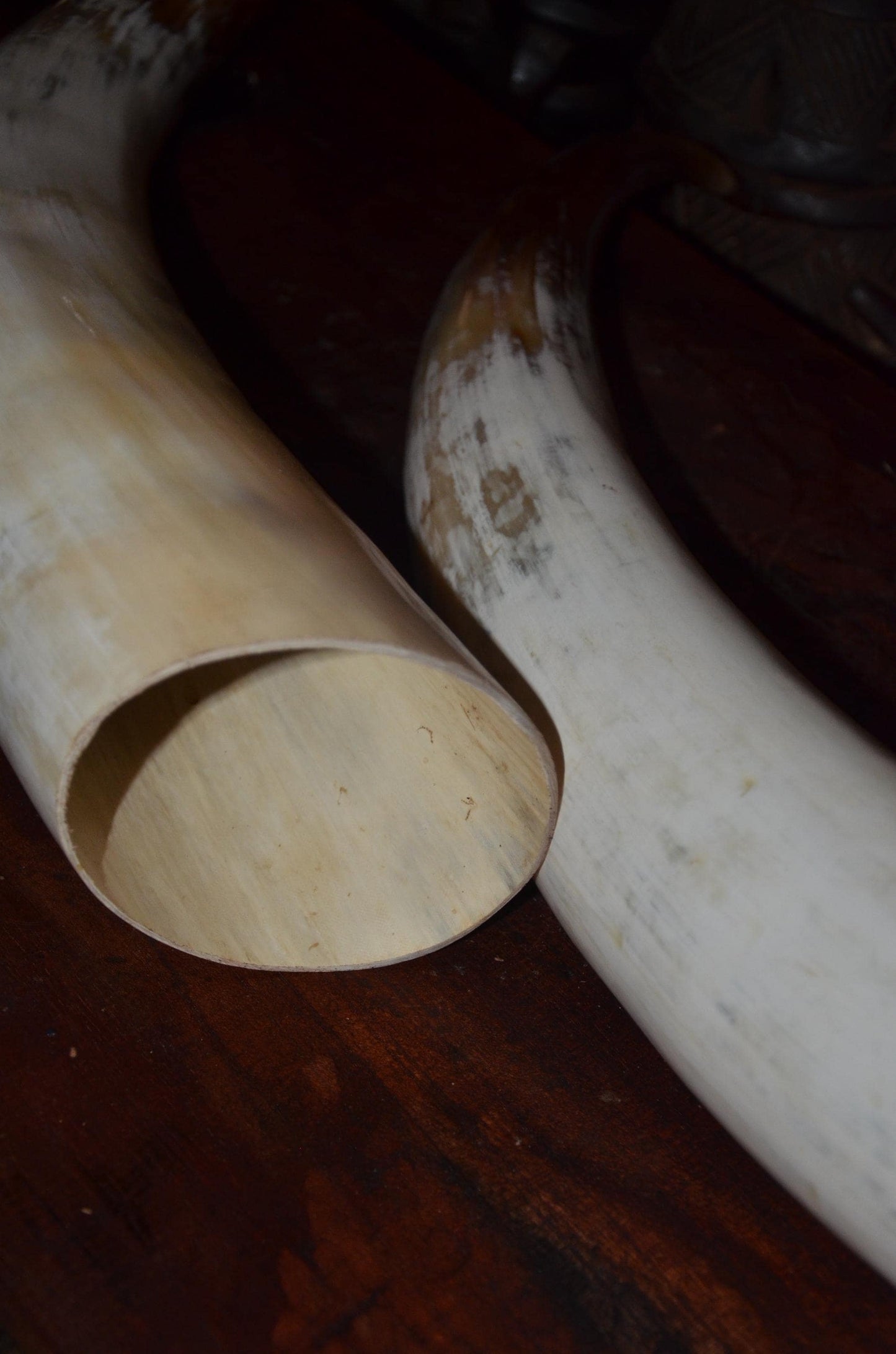 Authentic Ankole Cow Horns | East African Natural Decor | Polished Tribal Art