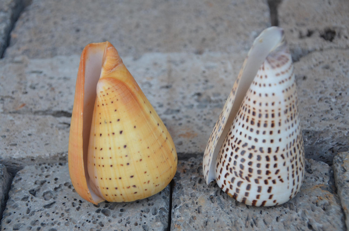 Natural Beech Cone Shell | Small Marine Specimen Shell | Coastal Ocean Beach Decor | Unique Sea Life Collectible