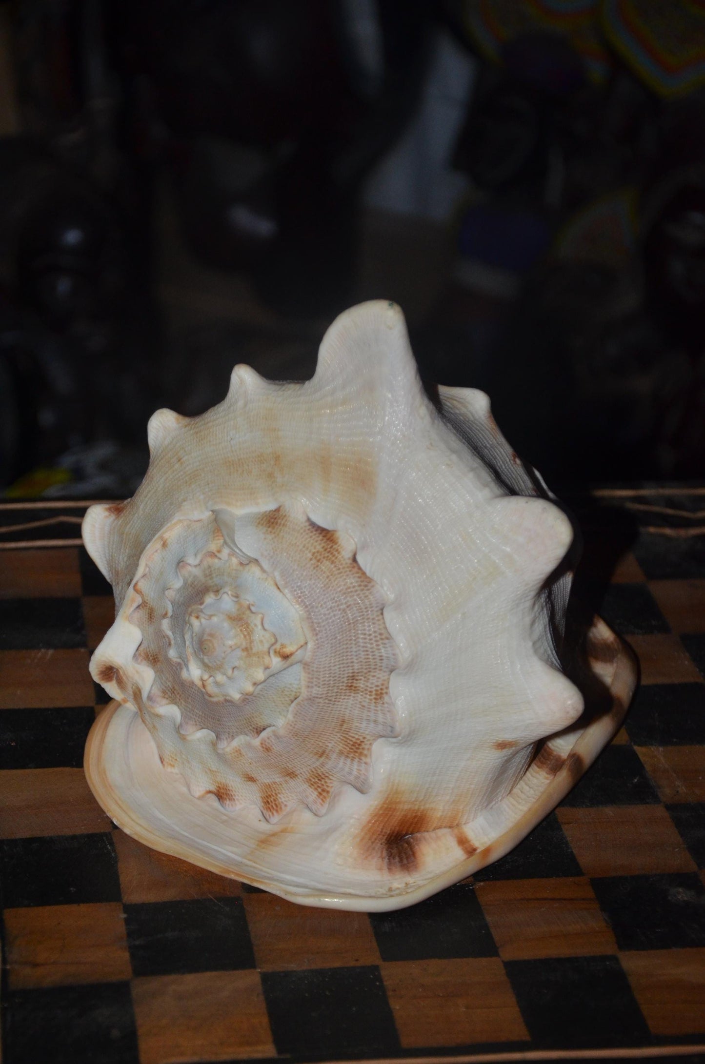 Horned Helmet Shell – 8" Natural Cassis Cornuta – Coastal Luxury Decor