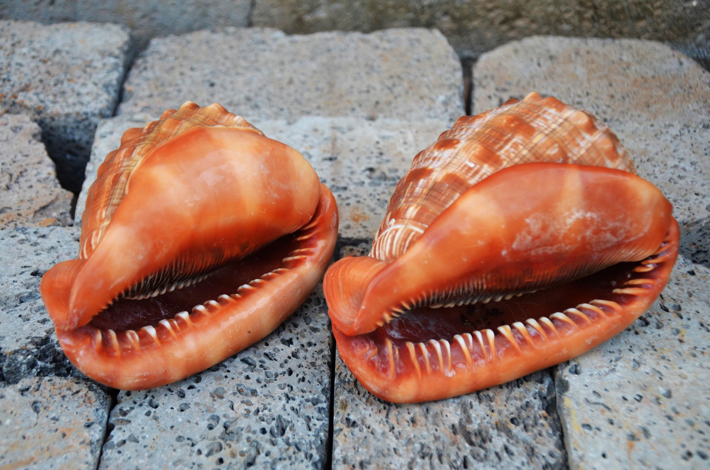 Pair of Bullmouth Helmet Shells | Natural Coastal Decor | Nautical