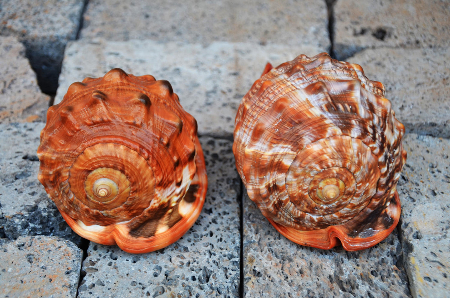 Pair of Bullmouth Helmet Shells | Natural Coastal Decor | Nautical
