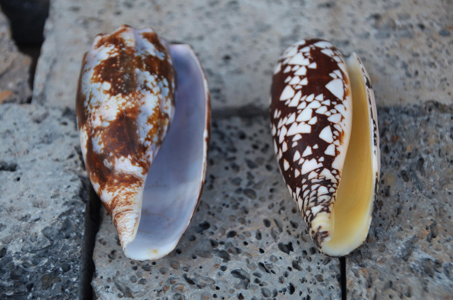 Striated Cone Shell | Natural Marine Specimen | Coastal Ocean Beach Decor | Unique Sea Life Collectible