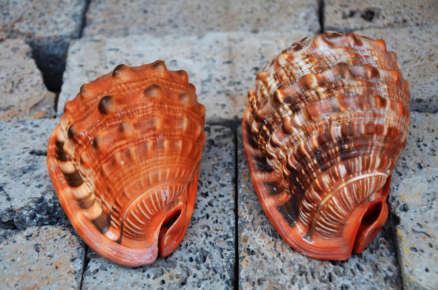 Pair of Bullmouth Helmet Shells | Natural Coastal Decor | Nautical