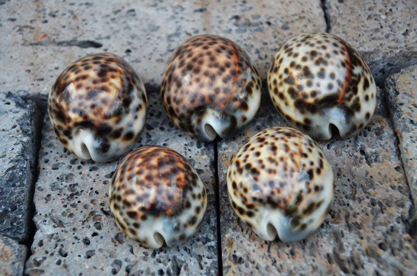 Natural Tiger Cowrie Shell Specimen | Polished Ocean Beach Decor Accent