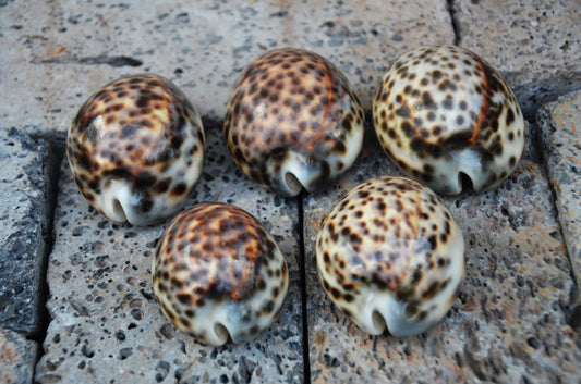 Natural Tiger Cowrie Shell Specimen | Polished Ocean Beach Decor Accent