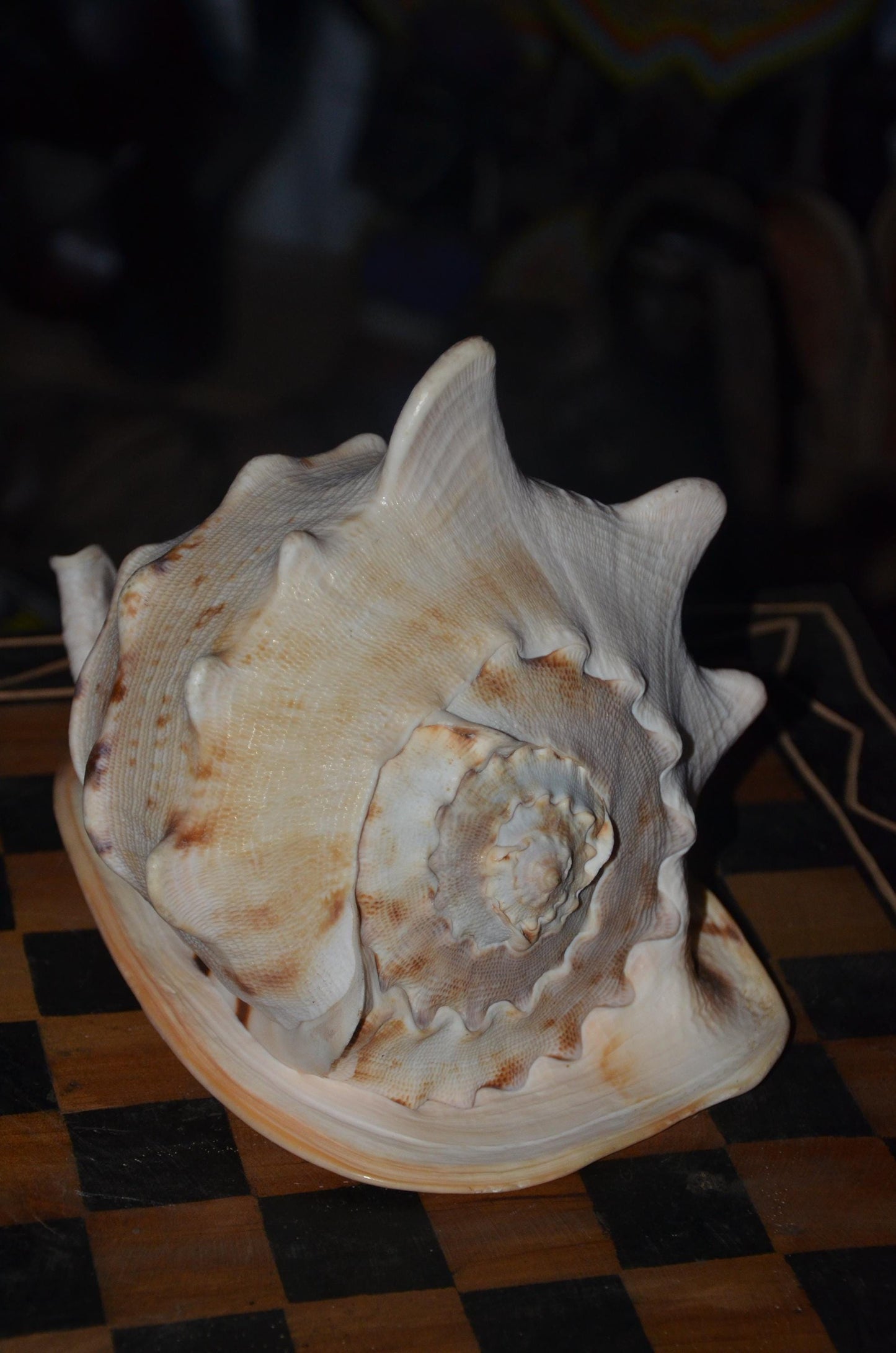 Horned Helmet Shell – 8" Natural Cassis Cornuta – Coastal Luxury Decor