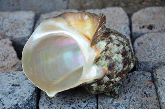 Large Great Green Turban Shell | Natural Sea Shell Decor | Coastal