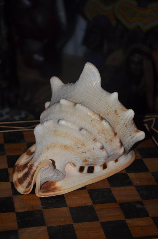 Horned Helmet Shell – 8" Natural Cassis Cornuta – Coastal Luxury Decor
