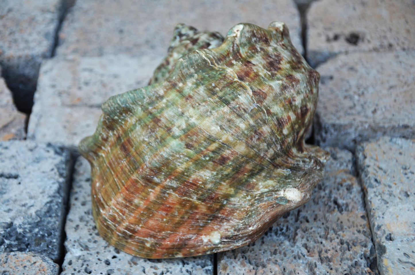 Large Great Green Turban Shell | Natural Sea Shell Decor | Coastal