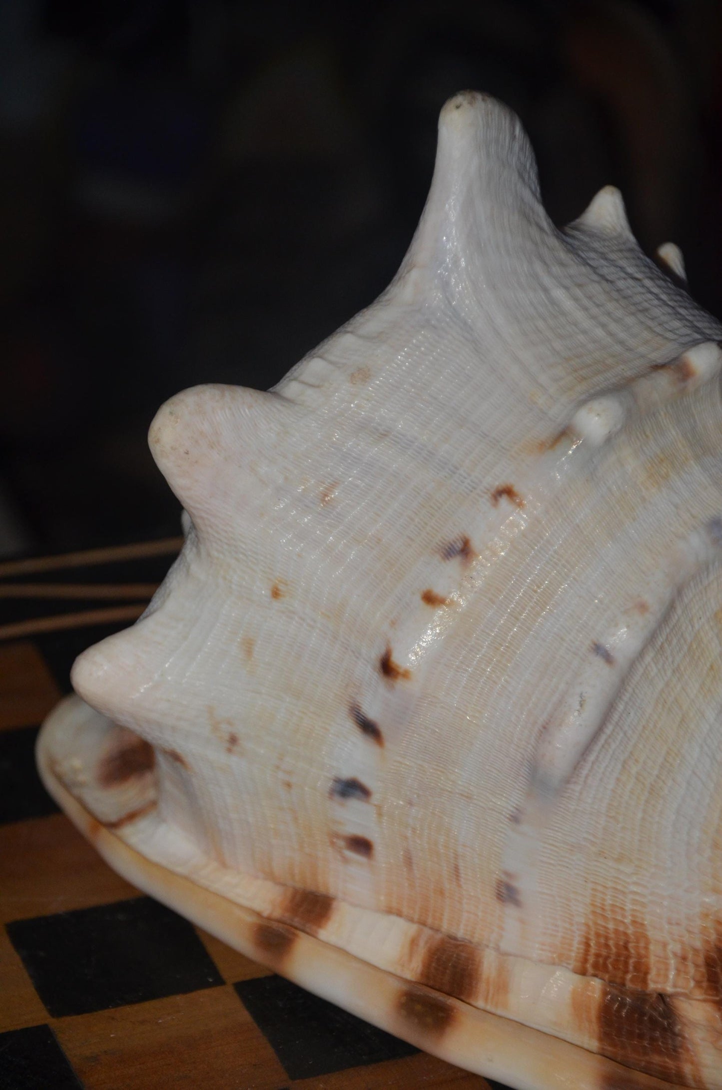 Horned Helmet Shell – 8" Natural Cassis Cornuta – Coastal Luxury Decor