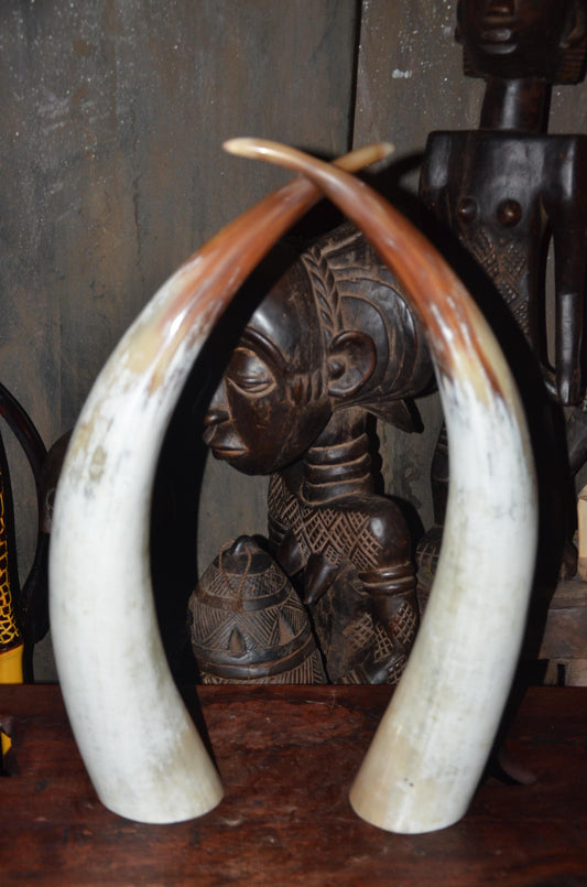 Authentic Ankole Cow Horns | East African Natural Decor | Polished Tribal Art