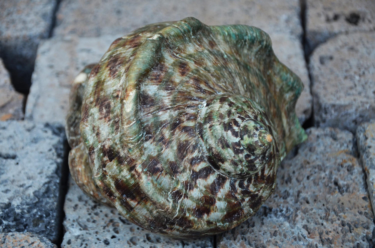 Large Great Green Turban Shell | Natural Sea Shell Decor | Coastal