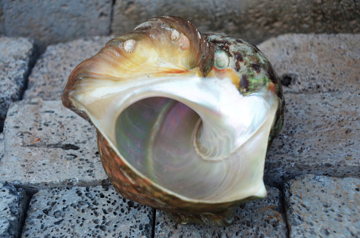 Large Great Green Turban Shell | Natural Sea Shell Decor | Coastal