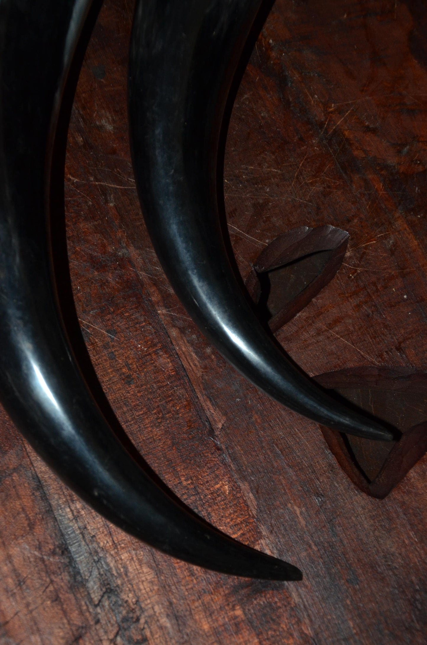 Sculptural Ankole Cow Horns | Authentic East African Decor | Natural Luxury Art