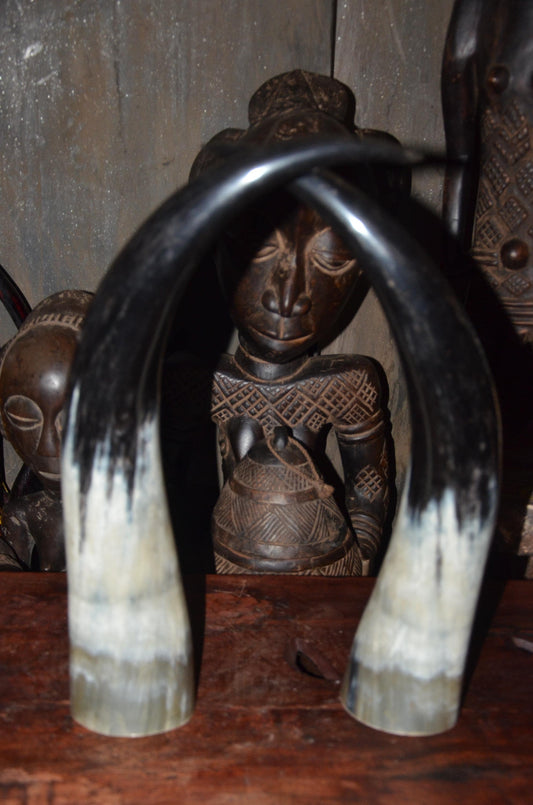 Sculptural Ankole Cow Horns | Authentic East African Decor | Natural Luxury Art