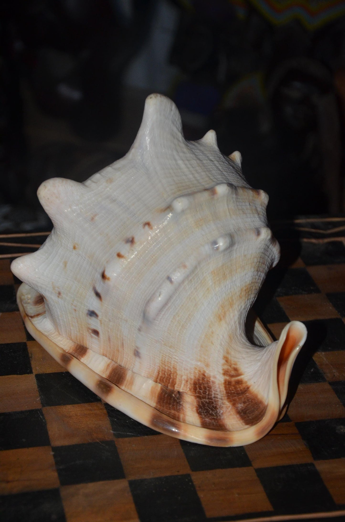 Horned Helmet Shell – 8" Natural Cassis Cornuta – Coastal Luxury Decor