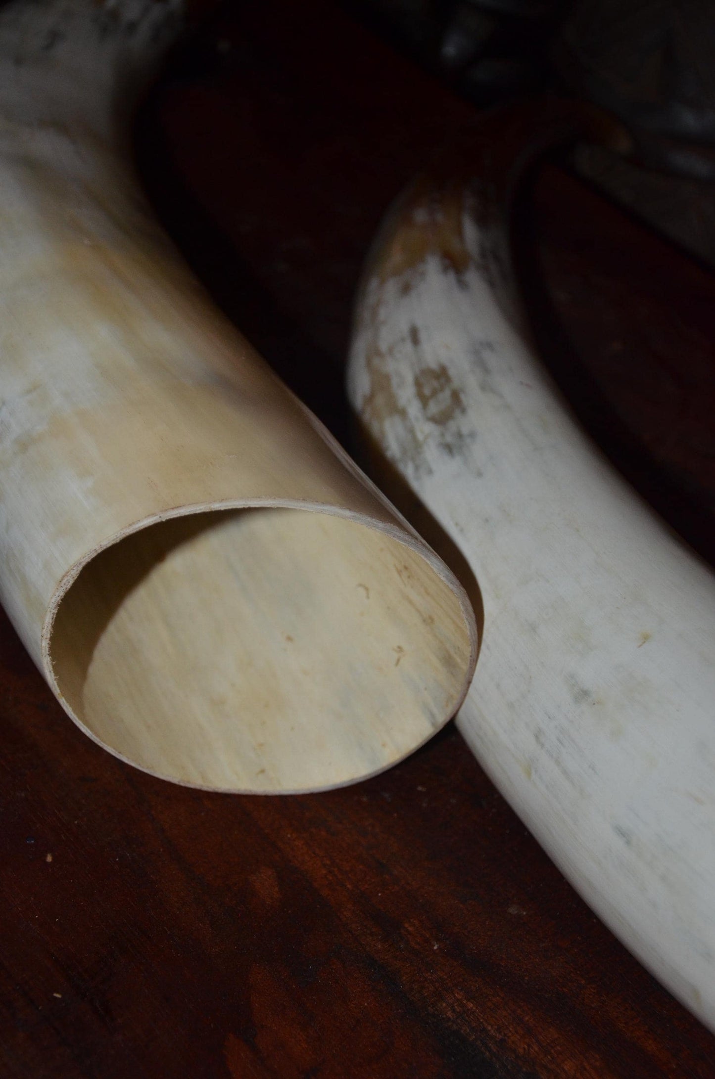Authentic Ankole Cow Horns | East African Natural Decor | Polished Tribal Art