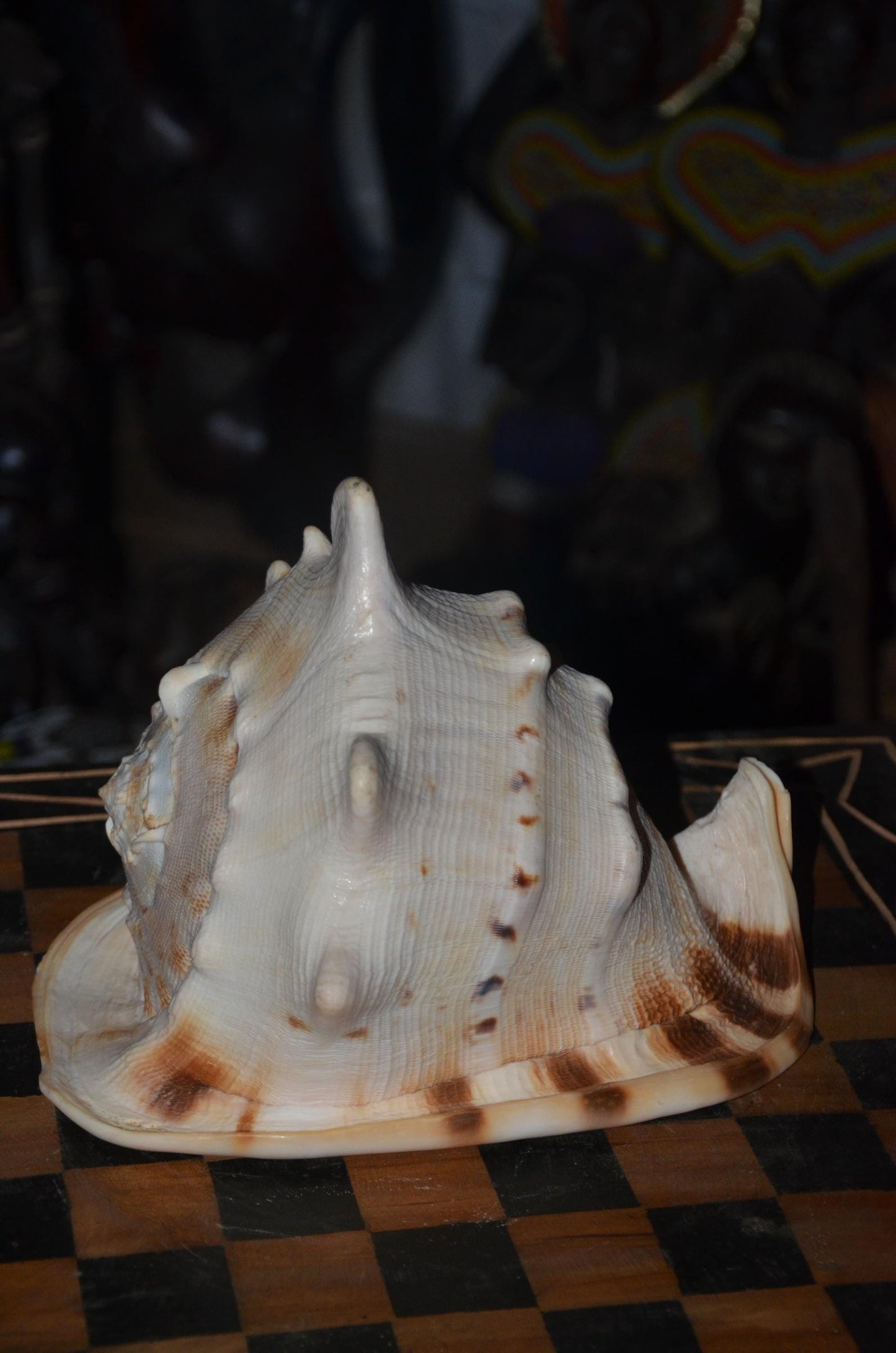 Horned Helmet Shell – 8" Natural Cassis Cornuta – Coastal Luxury Decor