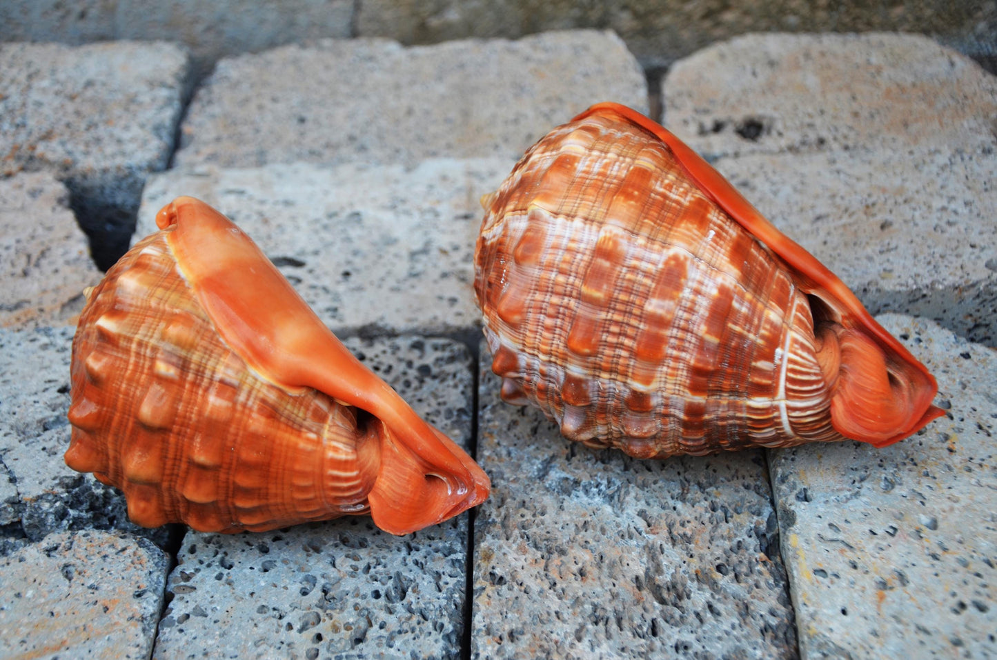 Pair of Bullmouth Helmet Shells | Natural Coastal Decor | Nautical