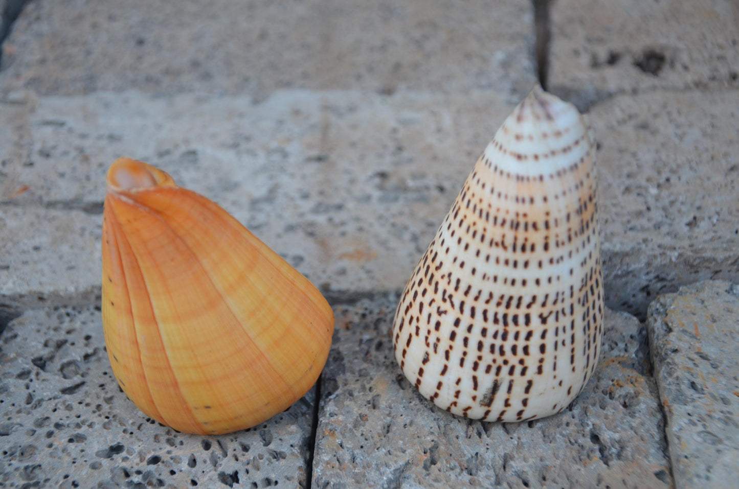 Natural Beech Cone Shell | Small Marine Specimen Shell | Coastal Ocean Beach Decor | Unique Sea Life Collectible
