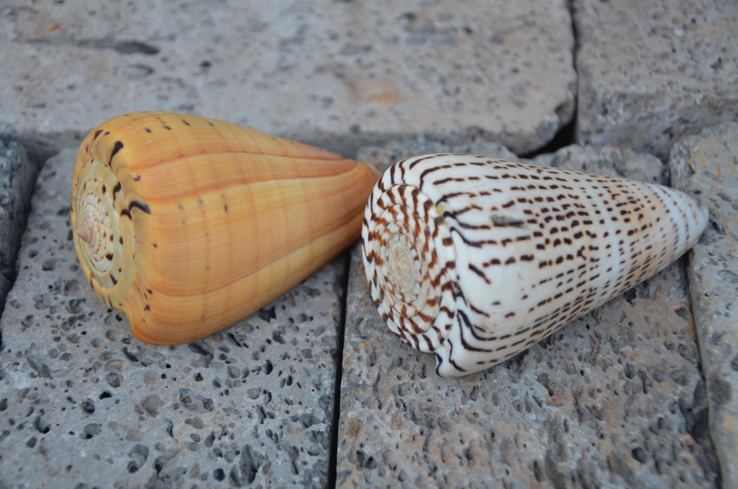 Natural Beech Cone Shell | Small Marine Specimen Shell | Coastal Ocean Beach Decor | Unique Sea Life Collectible