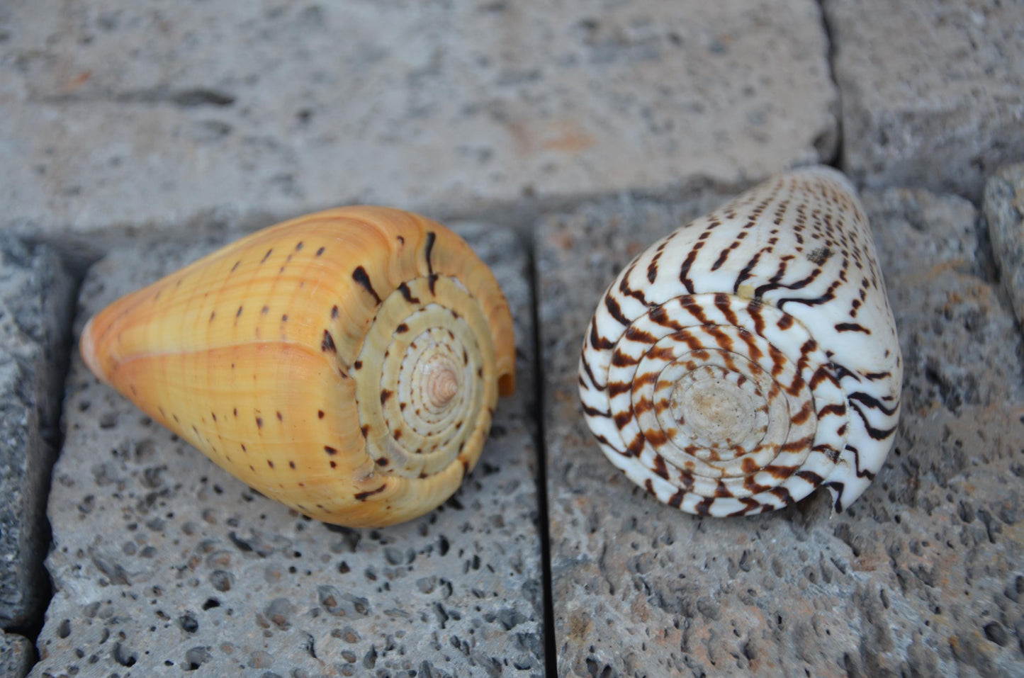 Natural Beech Cone Shell | Small Marine Specimen Shell | Coastal Ocean Beach Decor | Unique Sea Life Collectible