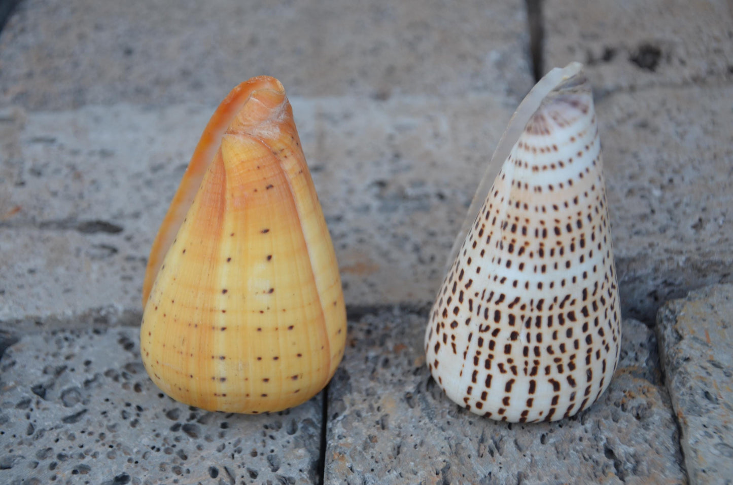 Natural Beech Cone Shell | Small Marine Specimen Shell | Coastal Ocean Beach Decor | Unique Sea Life Collectible