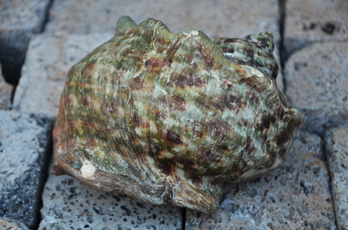 Large Great Green Turban Shell | Natural Sea Shell Decor | Coastal
