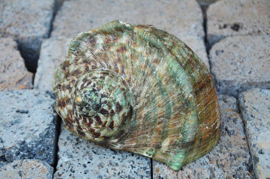 Large Great Green Turban Shell | Natural Sea Shell Decor | Coastal