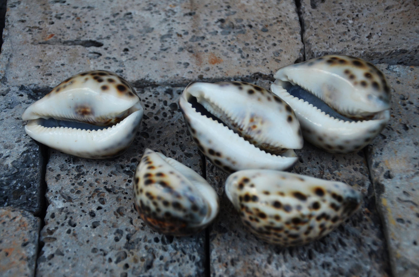 Natural Tiger Cowrie Shell Specimen | Polished Ocean Beach Decor Accent