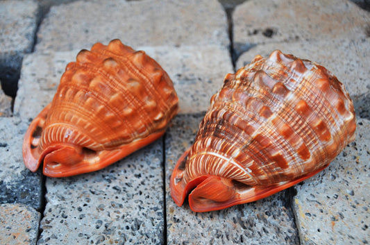 Pair of Bullmouth Helmet Shells | Natural Coastal Decor | Nautical