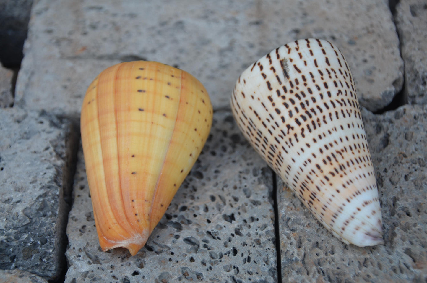 Natural Beech Cone Shell | Small Marine Specimen Shell | Coastal Ocean Beach Decor | Unique Sea Life Collectible