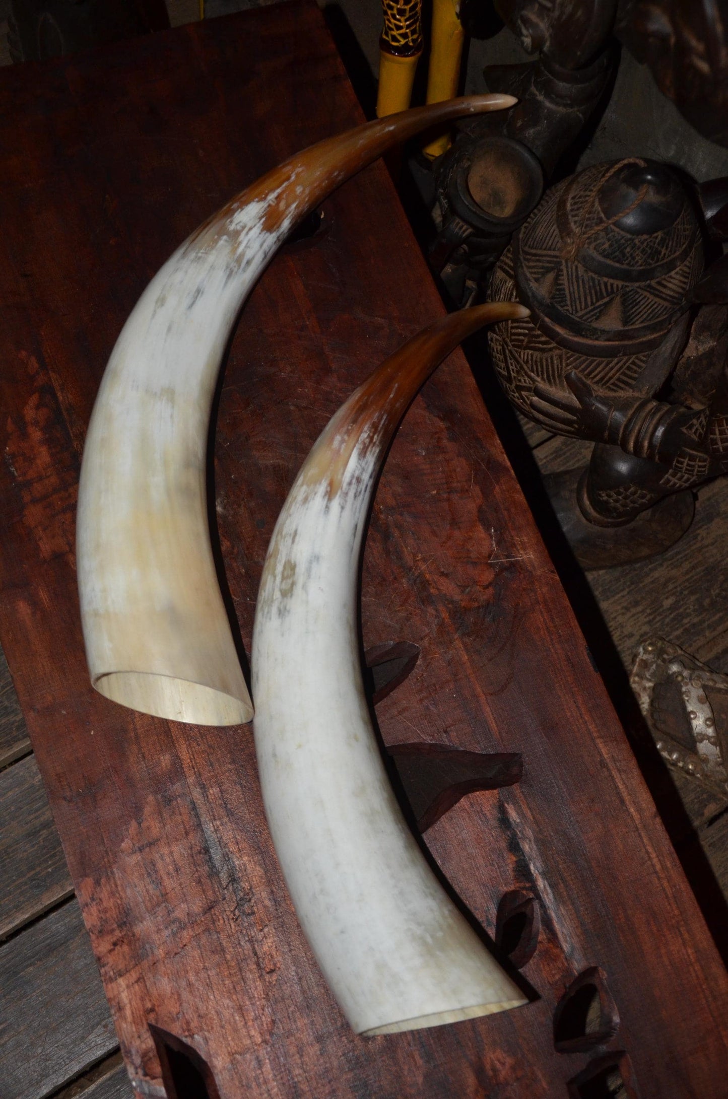 Authentic Ankole Cow Horns | East African Natural Decor | Polished Tribal Art