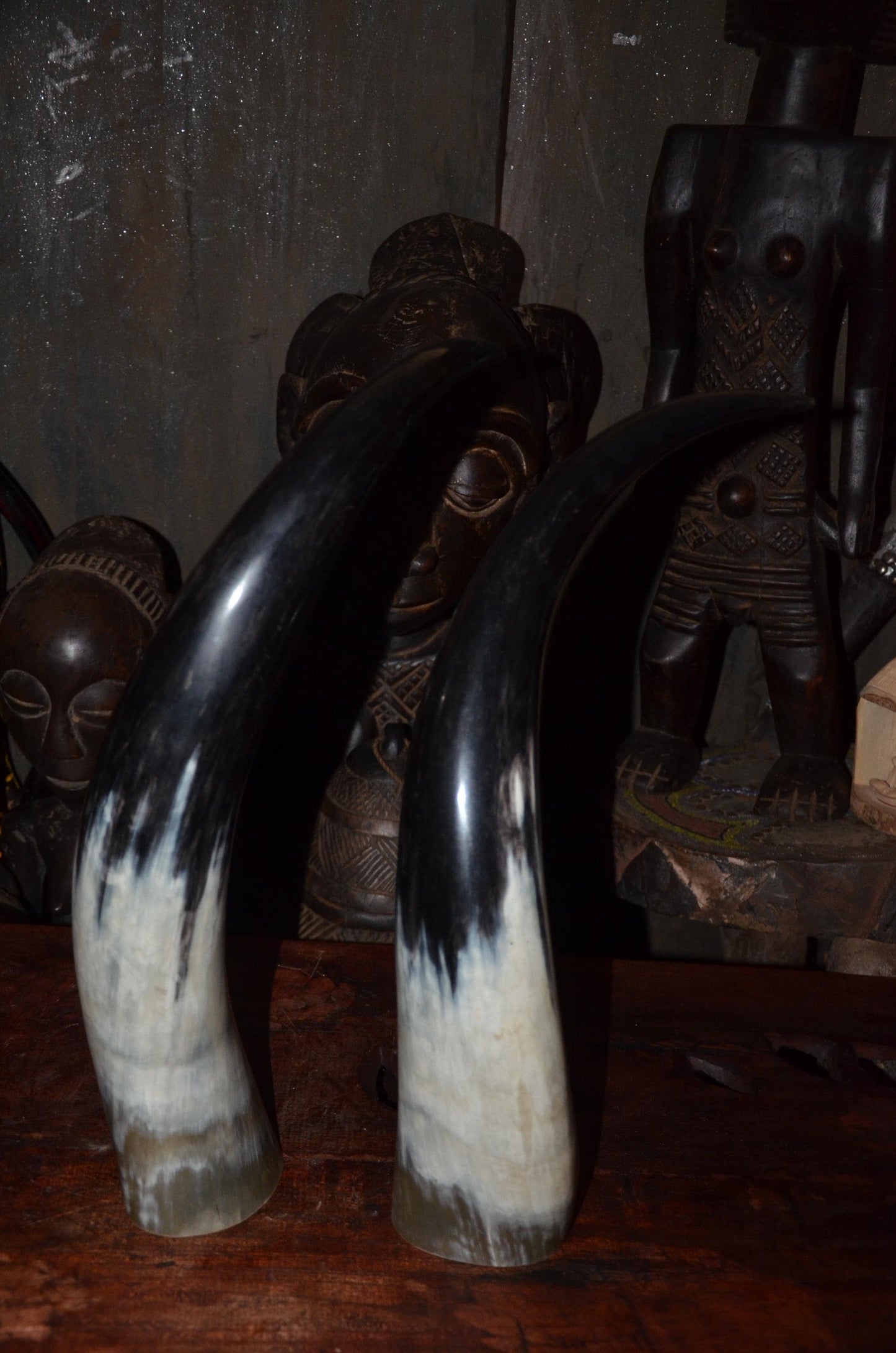 Sculptural Ankole Cow Horns | Authentic East African Decor | Natural Luxury Art