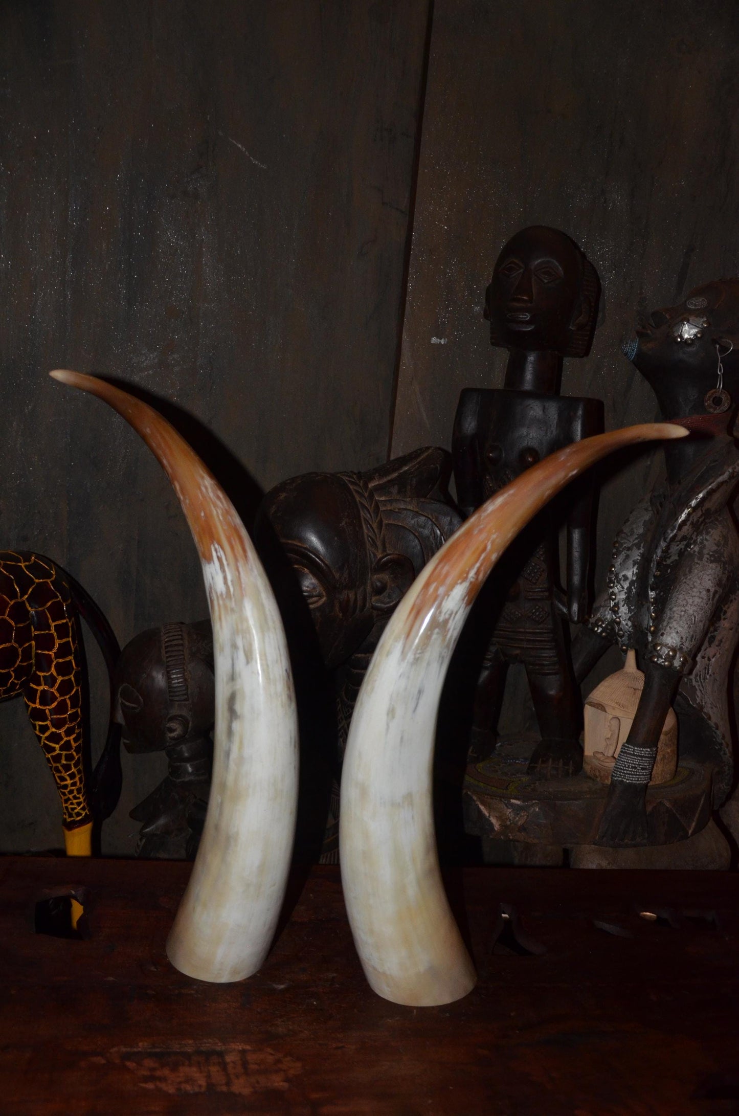 Authentic Ankole Cow Horns | East African Natural Decor | Polished Tribal Art