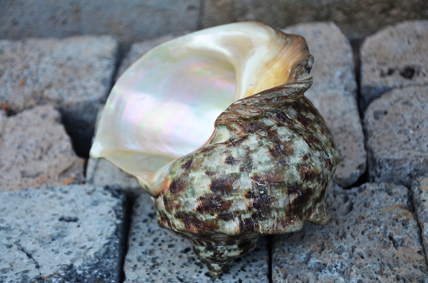 Large Great Green Turban Shell | Natural Sea Shell Decor | Coastal