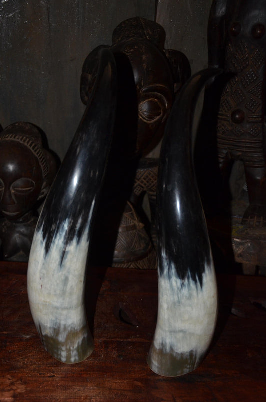 Sculptural Ankole Cow Horns | Authentic East African Decor | Natural Luxury Art