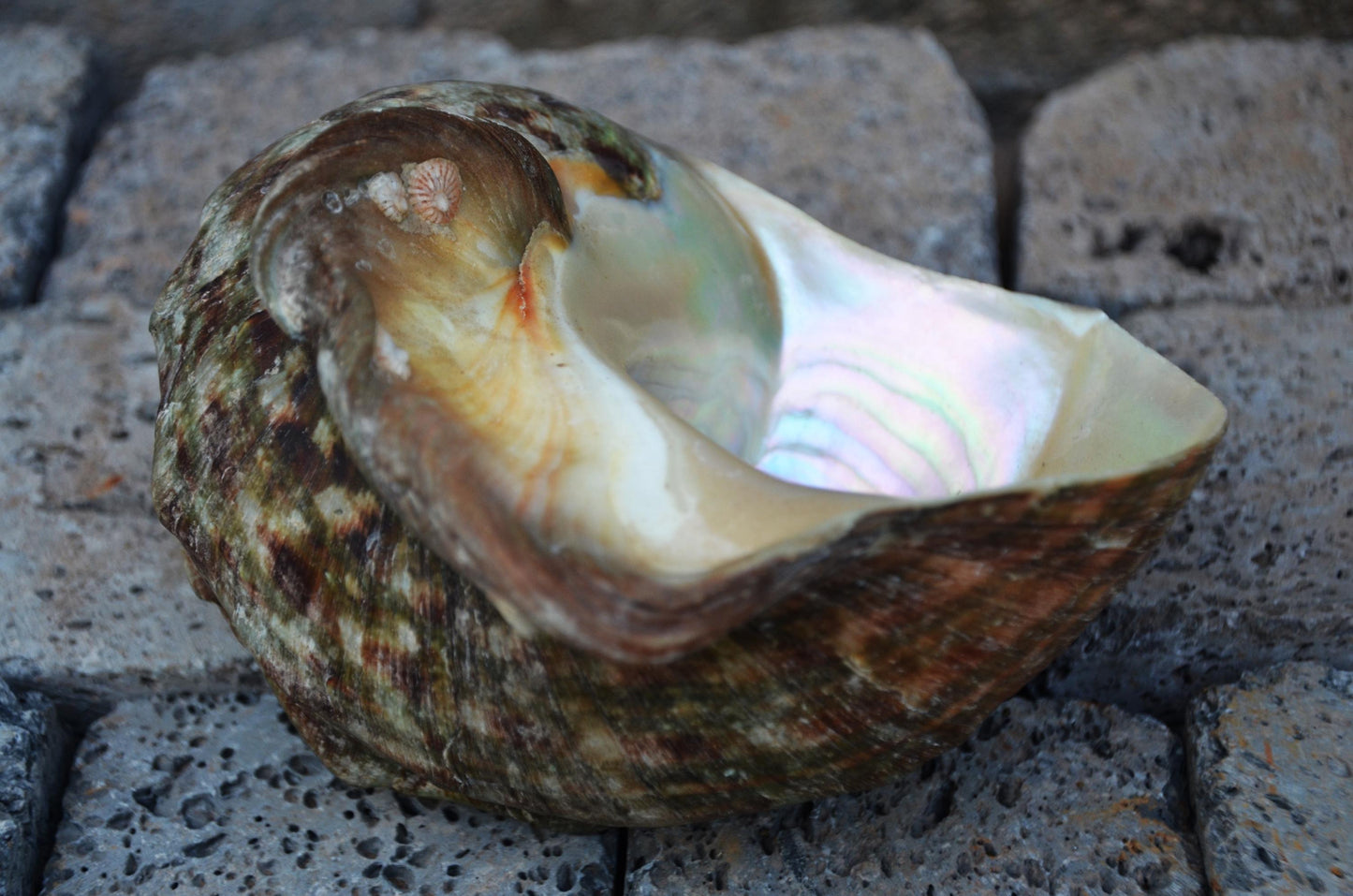 Large Great Green Turban Shell | Natural Sea Shell Decor | Coastal