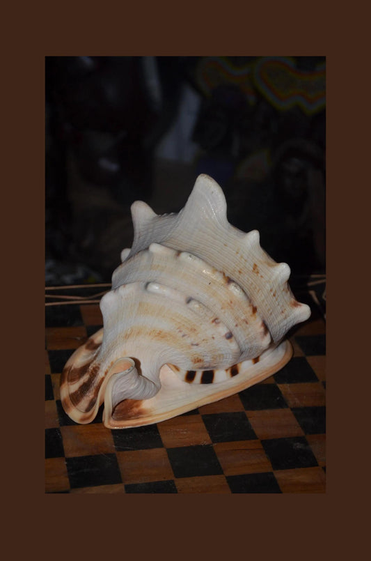 Horned Helmet Shell – 8" Natural Cassis Cornuta – Coastal Luxury Decor